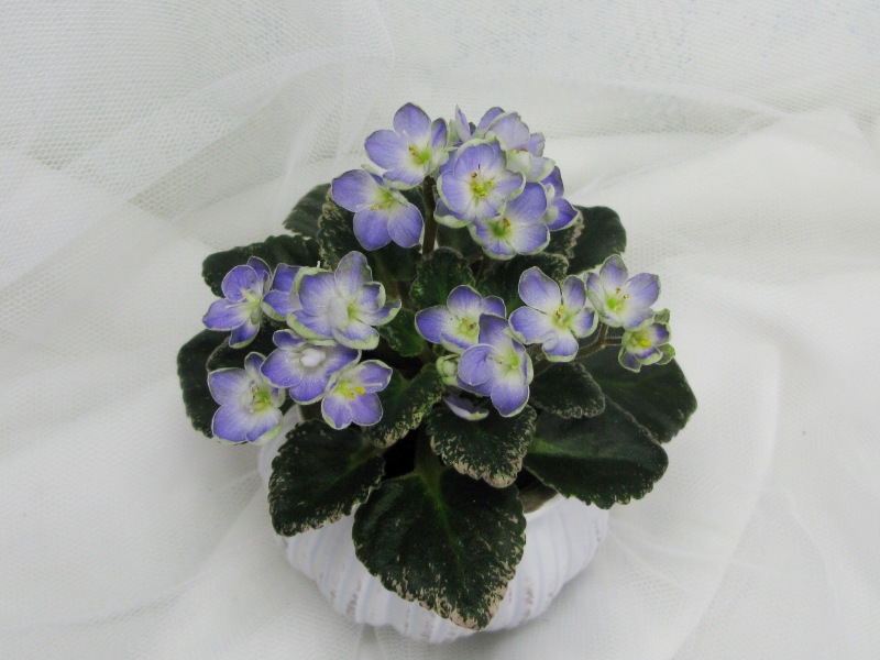 Н-Лазоревка.JPG