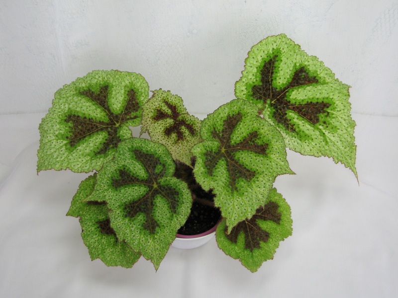 Begonia 'Masoniana Tricolor'..JPG
