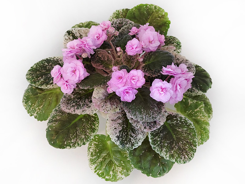 Rose Bouquet.jpg