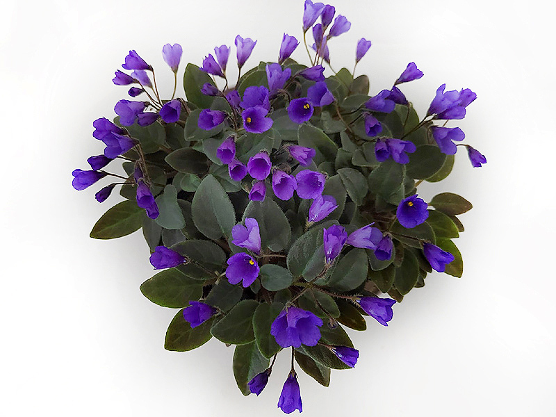 Vallarta Campanas Moradas.jpg
