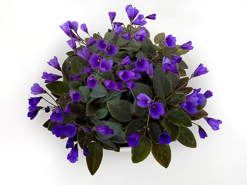 Vallarta Campanas Moradas1.jpg
