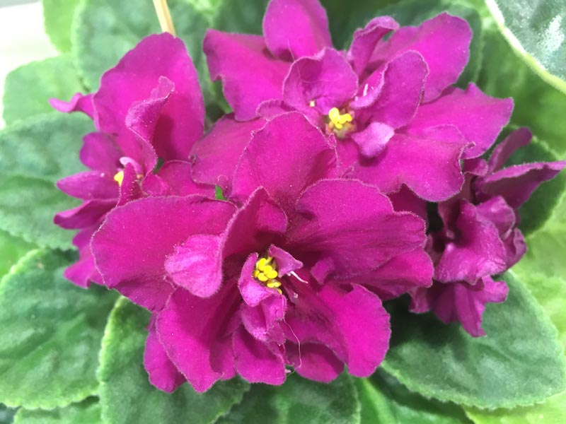 Лазаренко ЛиК-Шато Марго.jpg
