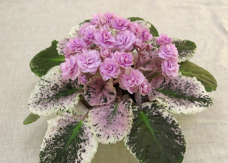 Rose Bouquet  (G.T. Smith)  И.Данилина.JPG