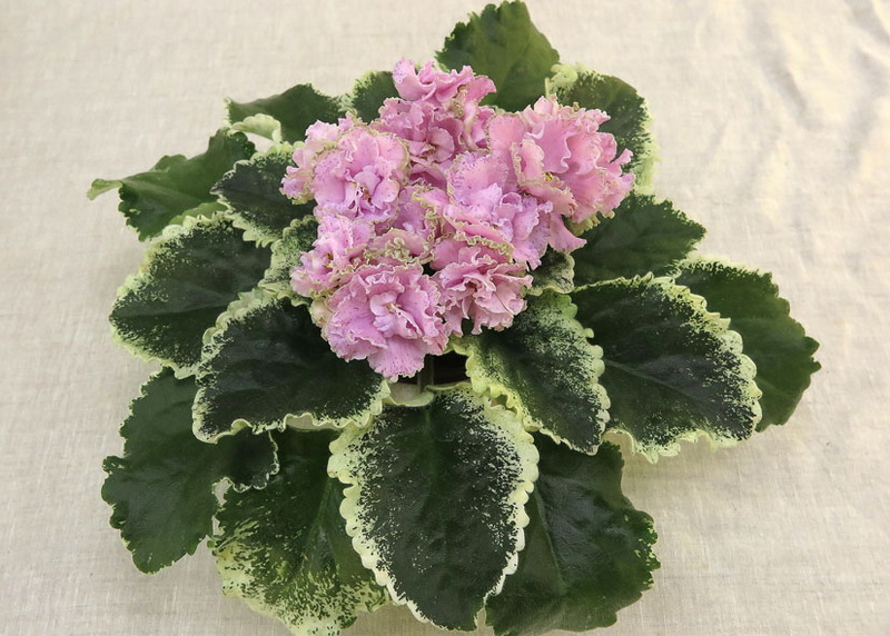 ЛФ-Моя Любовь  Т.Копейкина.JPG
