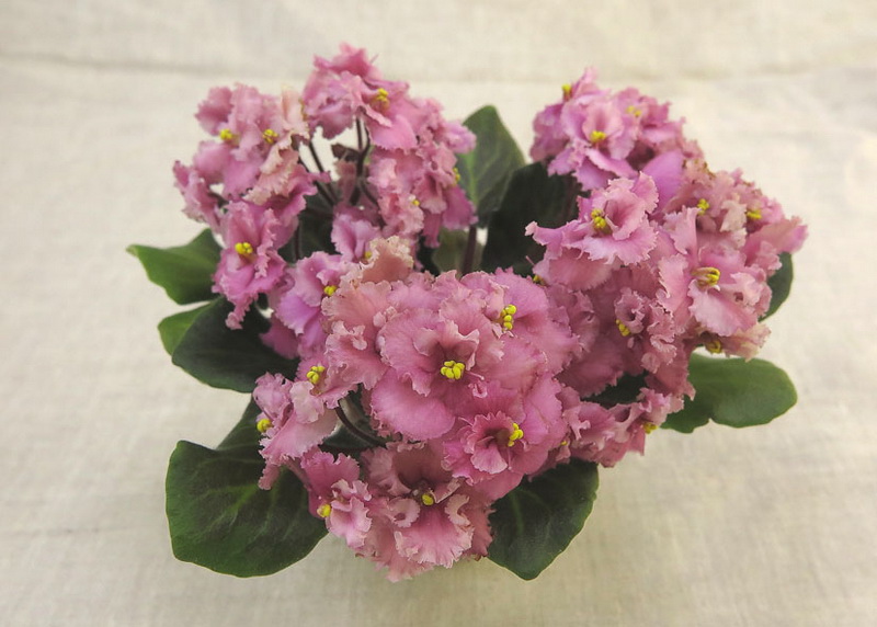 Morgan's Cool Coral (C.Eros) (новинка выставки)  Н.Старостенко.JPG