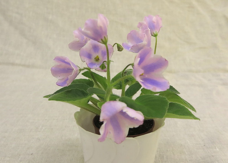 Tiyuan's Powder Puff (Tiyuan) -спорт  Н.Старостенко.JPG