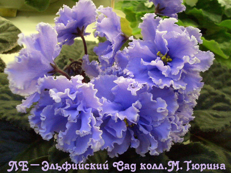 CIMG1579.jpg