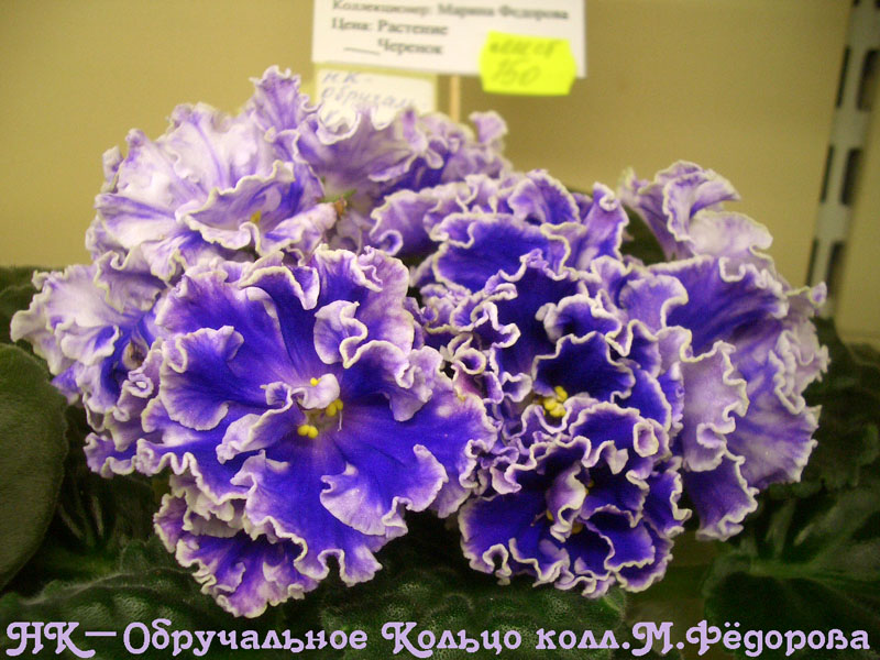 CIMG1563.jpg