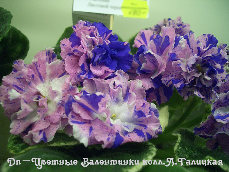 CIMG1546.jpg