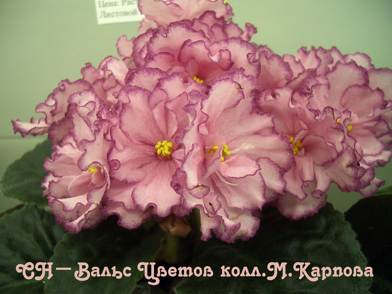 CIMG1525.jpg