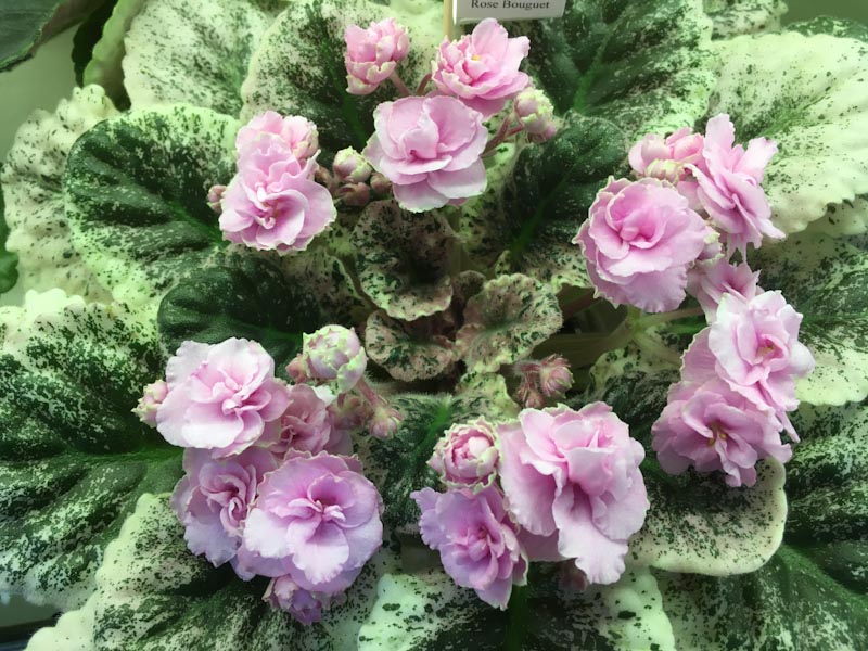 Нестерова Rose Bouquet.jpg