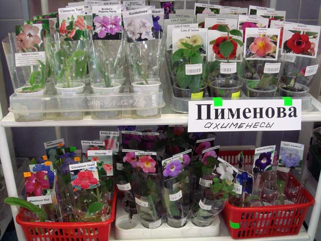 Стрепсы,ахименесы,колерии..jpg
