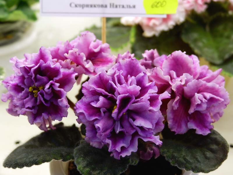 Скорнякова РМ-Баронесса.jpg