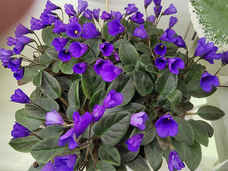 Vallarta Campanas Moradas (Галицкая).jpg