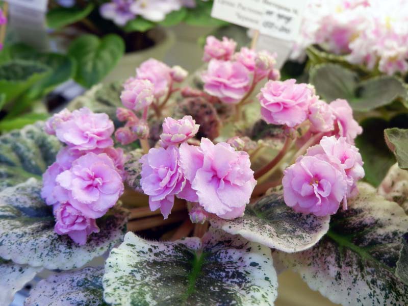 Нестерова Rose Bouquet .jpg