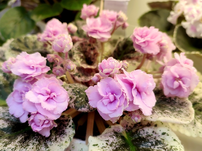 Нестерова Rose Bouquet...jpg