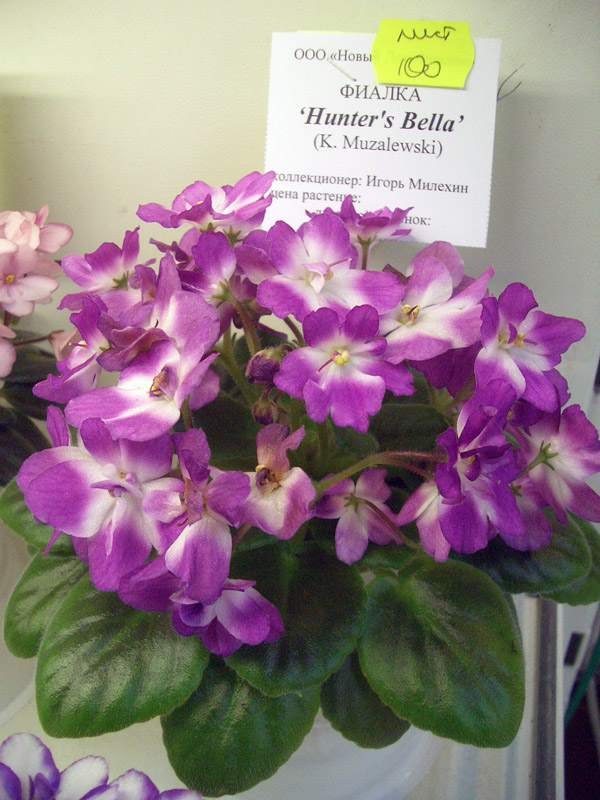 Hunter's Bella.jpg