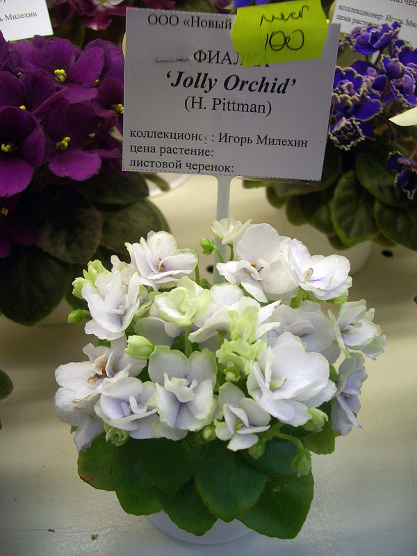 Jolly Orchid.jpg