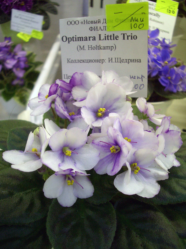 Optimara Little Trio.jpg