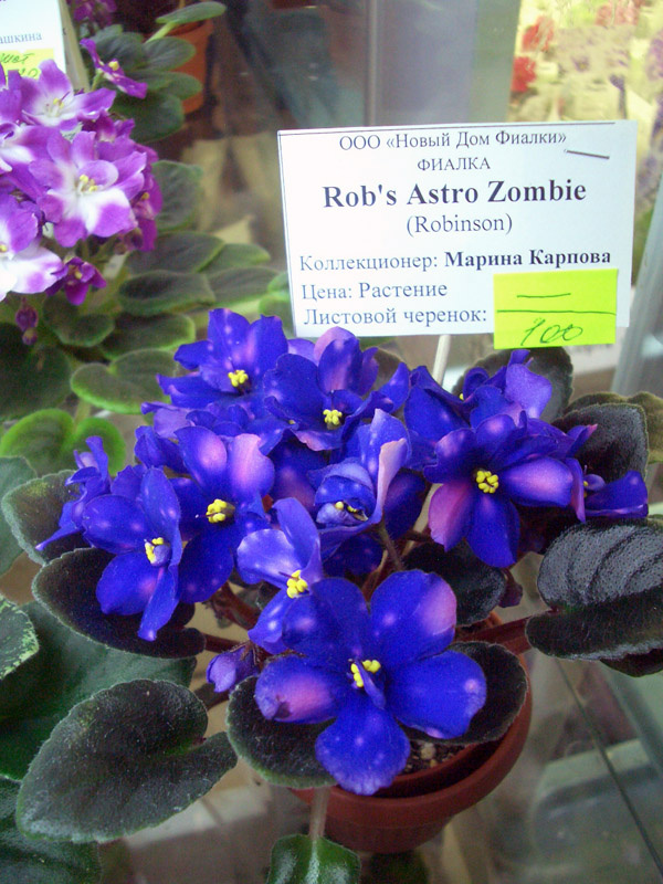 Rob's Astro Zombie.jpg