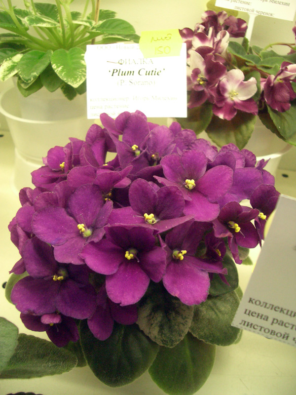 Plum Cutie.jpg