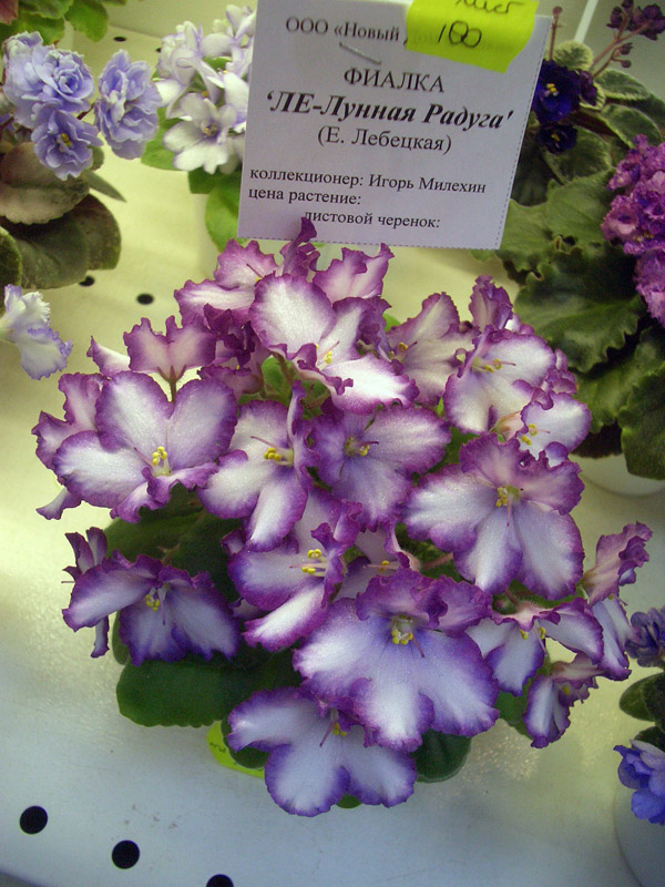 ЛЕ-Лунная Радуга.jpg