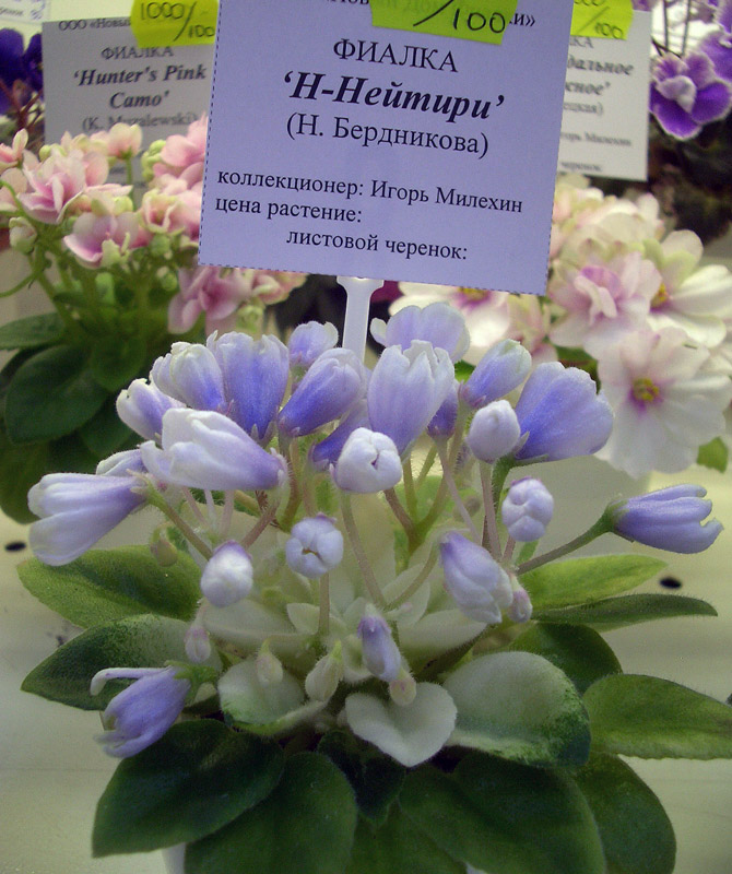 Н-Нейтири.jpg