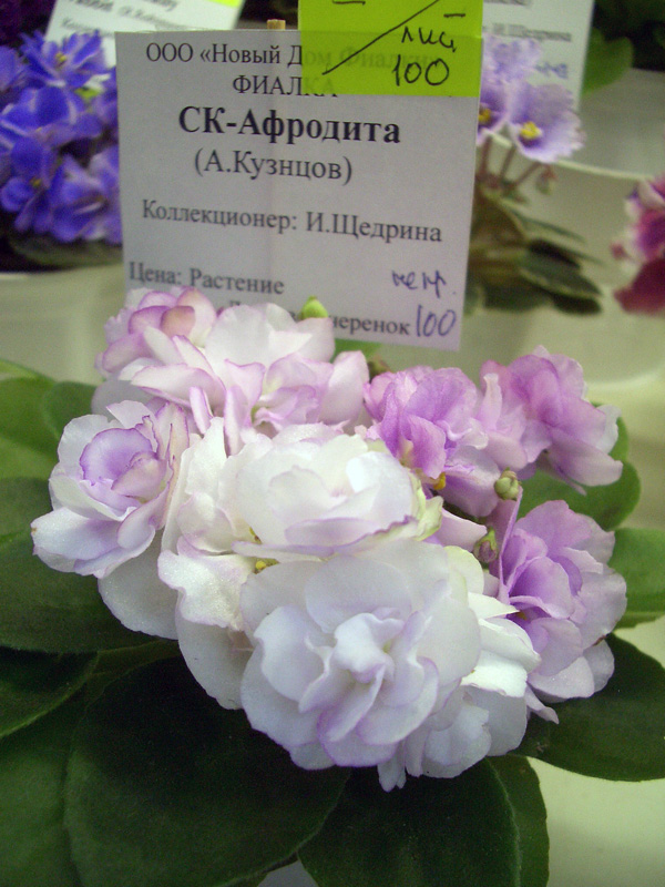 СК-Афродита.jpg