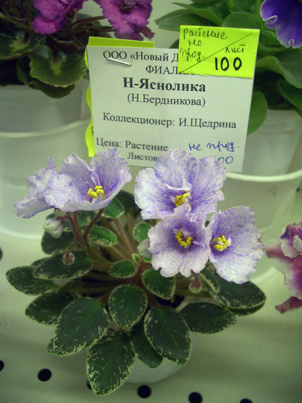 Н-Яснолика.jpg