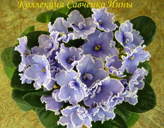 Изображение-384.jpg