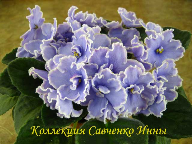 Изображение-385.jpg