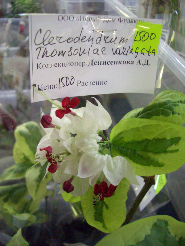 CIMG2172.jpg
