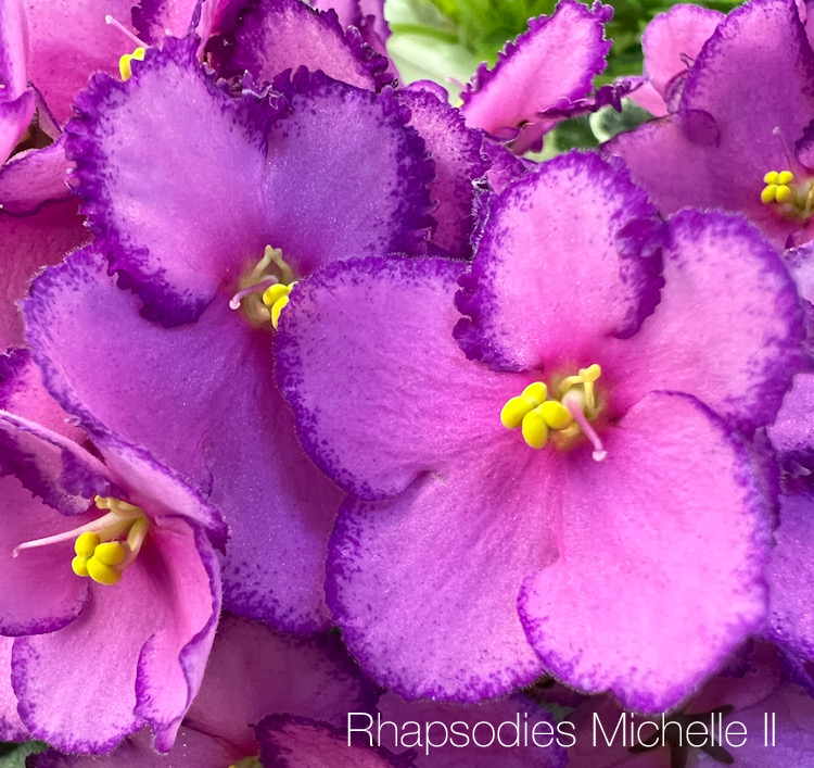 Rhapsodie Michelle II
