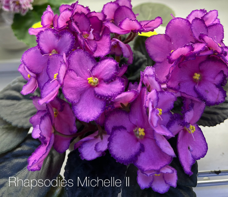 Rhapsodie Michelle II