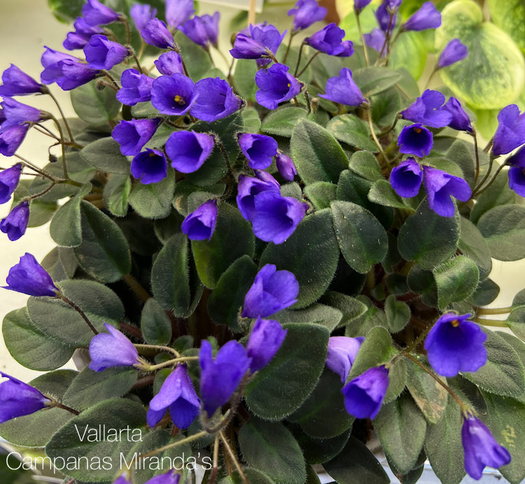 Vallarta Campanas Moradas