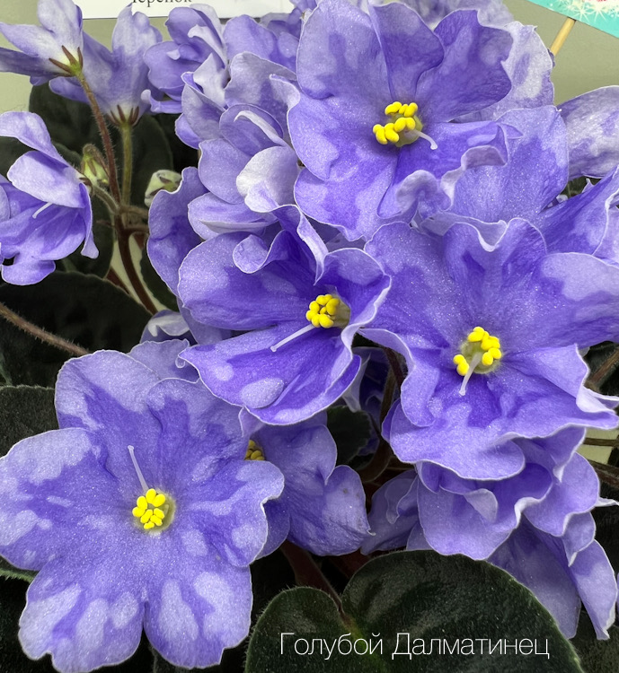 Голубой Далматинец
