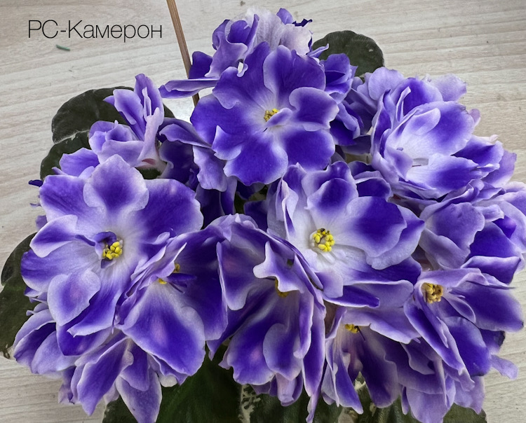 РС-Камерон