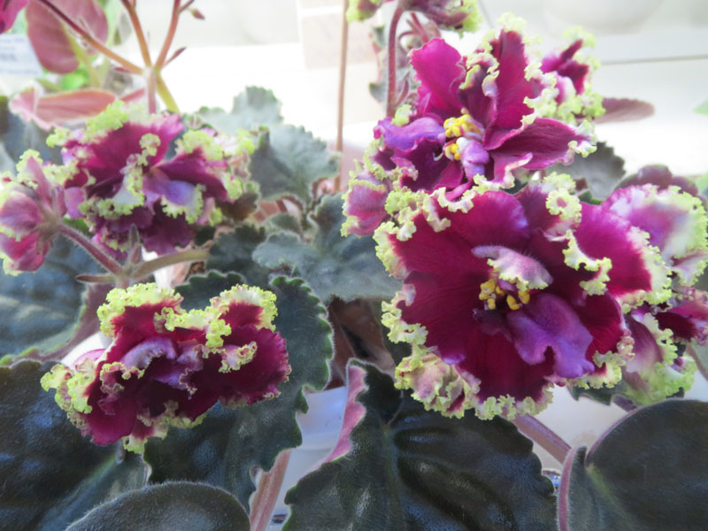 ЕК-Рубин в Изумруде_Данилина.jpg