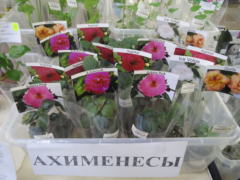 Ахименесы.jpg