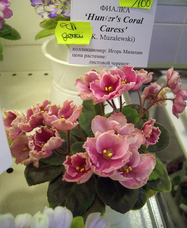 Hunter's Coral Caress.JPG