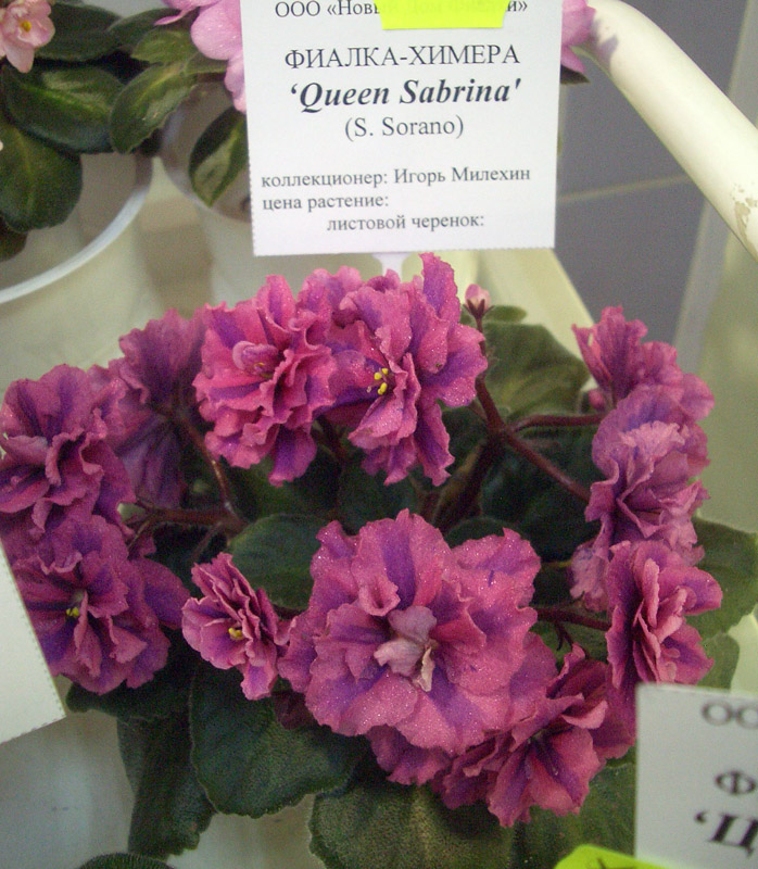 Queen Sabrina.JPG