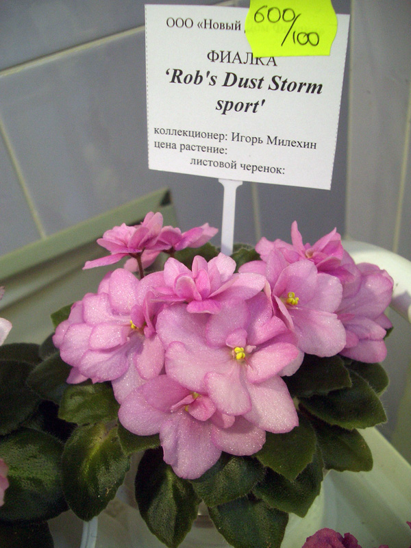 Rob's Dust Storm sport.JPG