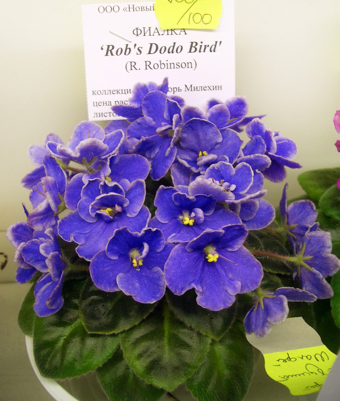 Rob's Dodo Bird.JPG