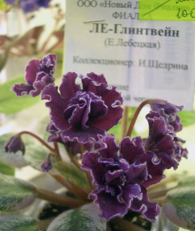 ЛЕ-Глинтвейн.JPG
