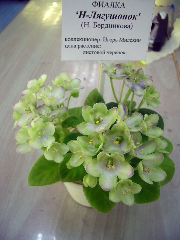 Н-Лягушонок.JPG