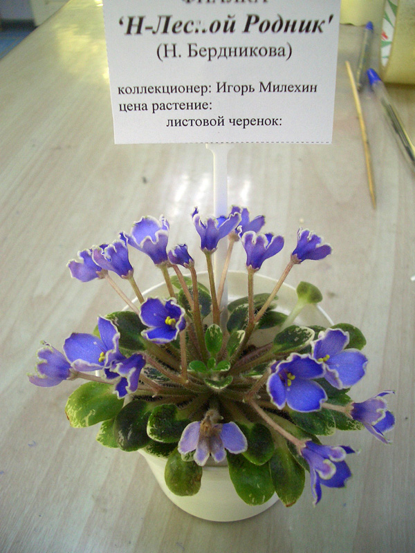 Н-Лесной Родник.JPG