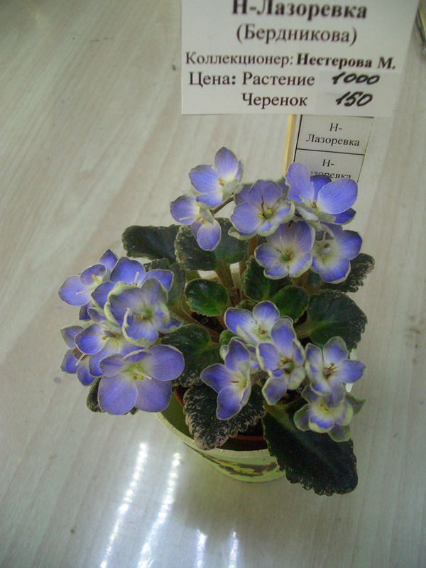 Н-Лазоревка.JPG