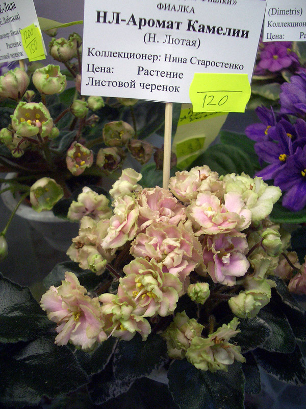 НЛ-Аромат Камелии.JPG