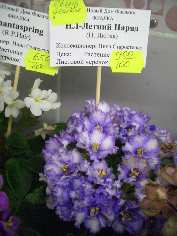 НЛ-Летний Наряд.JPG