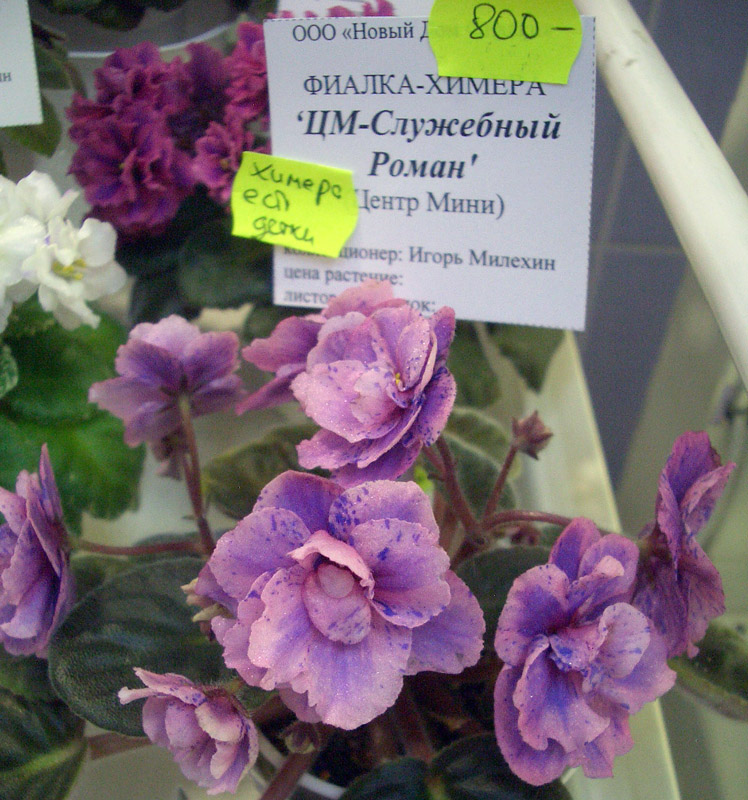 ЦМ-Служебный Роман.JPG